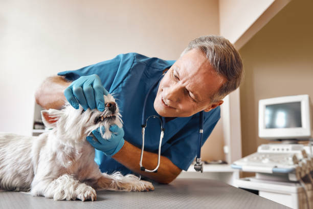 Best Emergency Dentist Near Me  in Grosse Pointe Park, MI